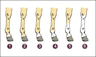 Quel est le nom de la 6e balzane ?