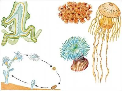 C'est un petit animal aquatique qui peut se déplacer en rampant, arpentant ou culbutant. Si on le coupe en deux, les deux parties régénéreront deux individus entiers.