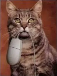 Quel peut être le proverbe de ce chat ?