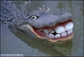 Quel est cet étrange animal avec de grosses dents ?