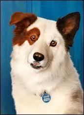 Quel animal est l'acteur principal ?