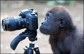 Qu'étudie un ornithologue ?