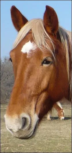 Quelle est cette marque ?