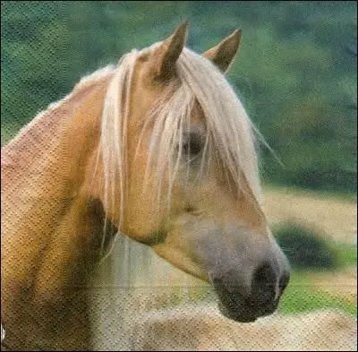 Comment se nomme la petite bosse qui se trouve sur la tête d'un cheval ?