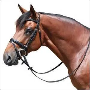 Comment s'appelle la partie du filet que l'on met dans la bouche du cheval ?