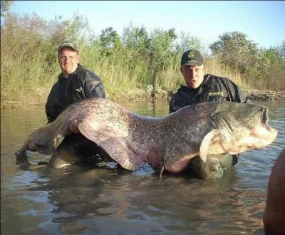 Dans quel pays ou région pouvez-vous pêcher ce poisson ?