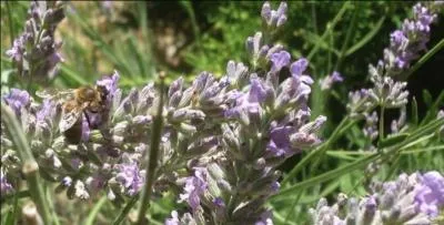 Quel animateur de radio et de télévision né à Marseille, a publié en 2006, "Les cigales sont de retour", suite de petites histoires parsemées de ses souvenirs d'enfance en Provence ?