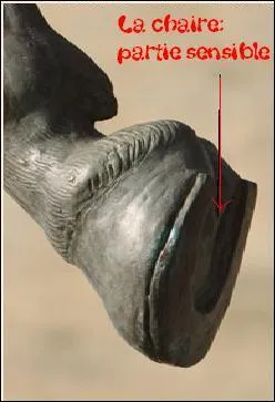 Comment s'appelle cette partie du sabot ?