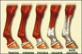 Comment s'appellent ces taches ?