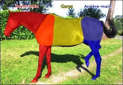 À quelle partie appartient le garrot ?