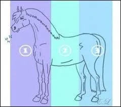 Quelles sont les 3 parties principales du cheval/poney ?