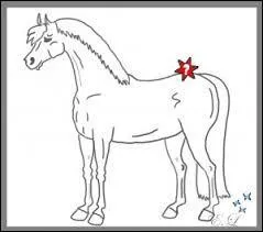 Quelle est cette partie du cheval ?