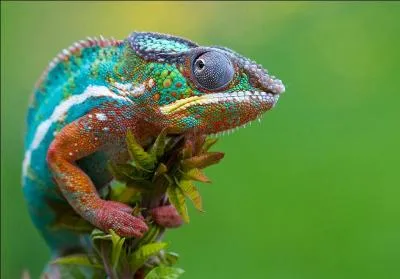 Comment s'appelle le héros de la série télévisée "Le caméléon" ?