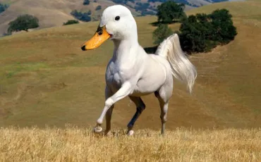Quiz Galop 2