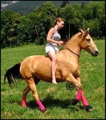 Peut-on diriger un cheval uniquement avec l'assiette ?