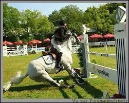 Que fait ce cheval ?