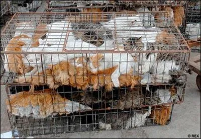 Dans ce pays, le chat rase les murs !