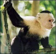 Quel est cet animal, rput pour tre particulirement sociable ?