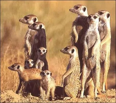 Quel est cet animal, que l'on a vu rcemment jou dans un film ?