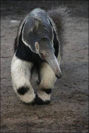 Quel est cet animal, appartenant  l'un des plus anciens groupes de mammifres ?