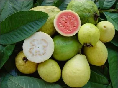 Comment traduire "goyave" en anglais?