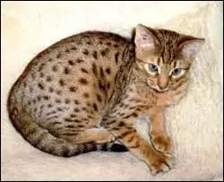 Il est originaire des Amériques. Quelle est la race de ce chat ?