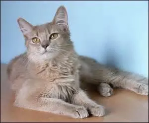 Quelle est la race de ce chat ?