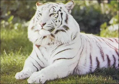 Longtemps les origines du tigre blanc étaient un mystère, maintenant on sait que :