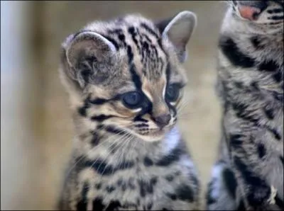 Le margay, dit aussi chat-tigre, est connu pour avoir des portées composées de...