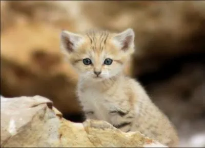 Ce mignon petit félin vivant dans les zones désertique d'Afrique n'est pas un chat ordinaire, il est appelé...