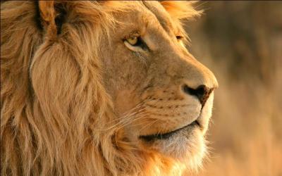Commençons par le lion "le roi de animaux". D'ailleurs d'où lui vient ce surnom?