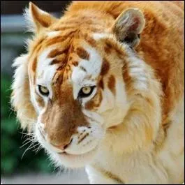 Le tigre Doré, dont on ne dénombre pas plus d'une trentaine en captivité, est le descendant de quelle espèce de tigre ?