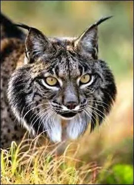 Le lynx, félin qui se fait rare et discret est doté d'un épais pelage de couleur plutôt sable ou gris avec des tâches plus foncées, qui en hiver...