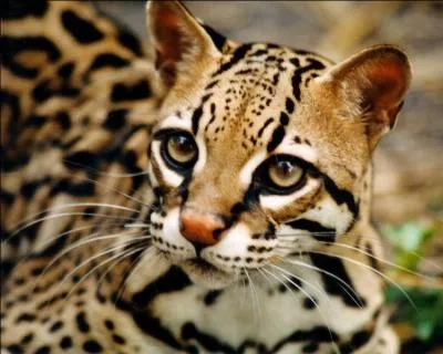 L'ocelot, ce petit carnivore tacheté vivant dans différentes forêts tropicales, a pour particularité...