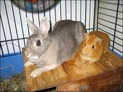 Lequel n'est pas un rongeur?