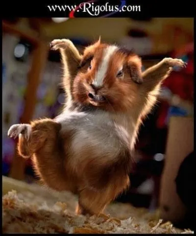 Le cochon d'Inde est carnivore.