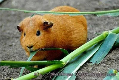 Les cochons d'Inde mangent...