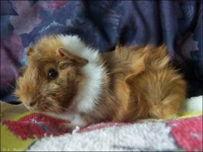 Le cochon d'Inde sur l'image est :