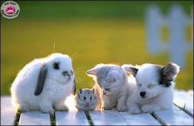 Sur cette image on voit un cochon d'Inde.