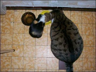 Cette image est-elle réelle ?