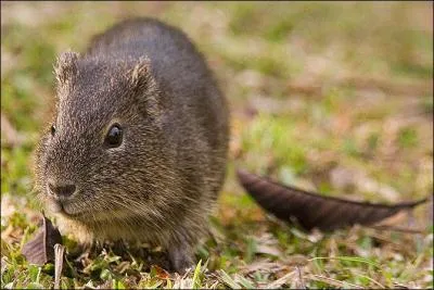 Ceci est un capibara.