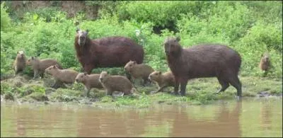 Le capibara est le plus gros rongeur terrestre.
