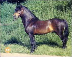 Quelle est la race de ce poney ?