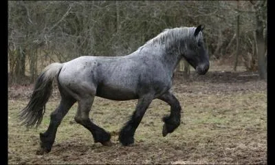 Quelle est la race de ce cheval ?