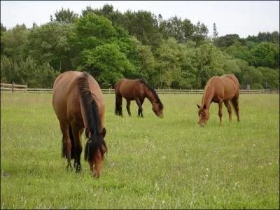 Quelle est la race de ce poney ?
