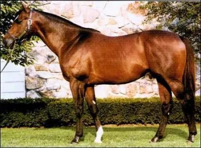 Quelle est la race de ce cheval ?