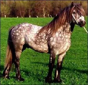 Quelle est la race de ce poney ?