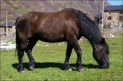 Quelle est la race de ce poney ?