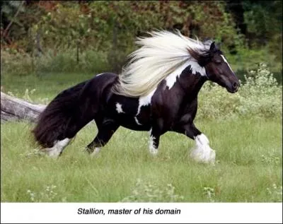 Quelle est la race de ce cheval ?