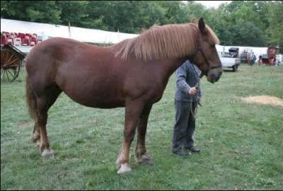 Quelle est la race de ce cheval ?